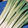 Leek King Richard 